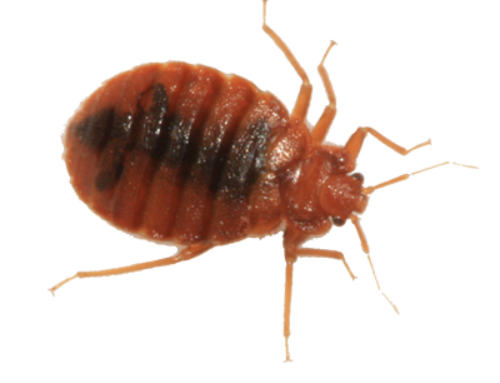 Bug Bacterium Germ Bed Insect PNG