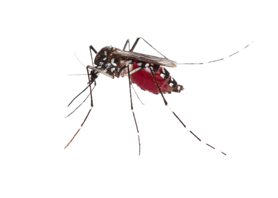 Gnat Mosquito Lizard Beleaguer Problem PNG