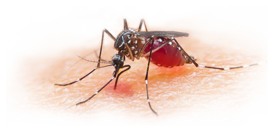Error Mosquito Midge Tease Harass PNG