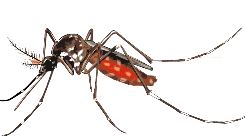 Insect Insects Germ Mosquito Virus PNG