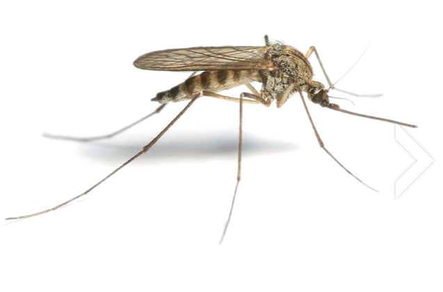 Bacteria Midge Intercept Mosquito Problem PNG