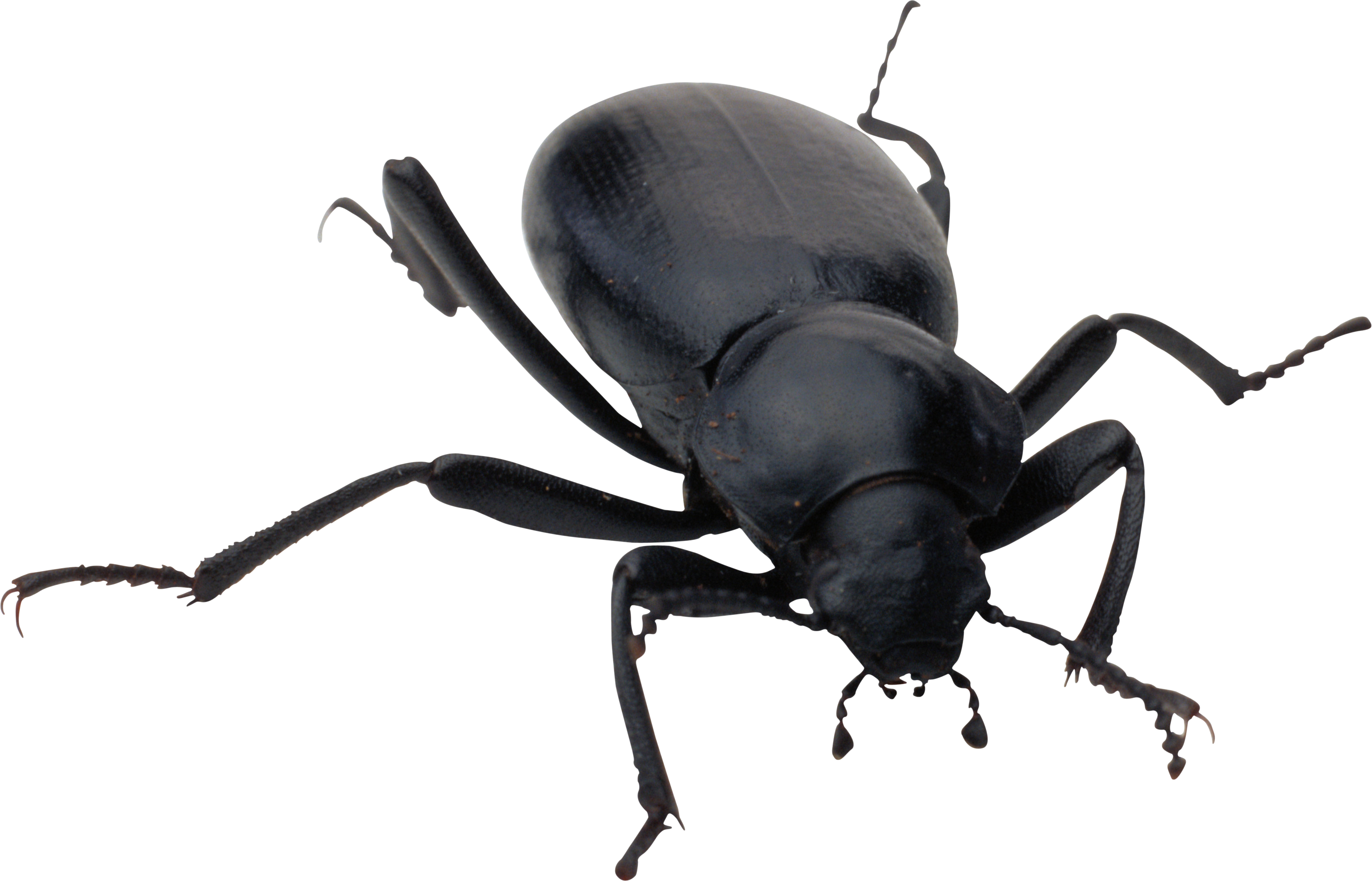 Rodents Microphones Malfunctions Beleaguer Aphids PNG
