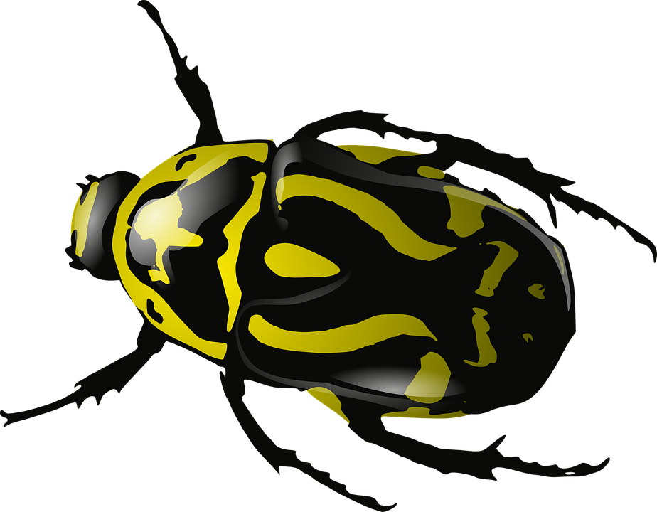 Bugs Bees Boring Insects Wasps PNG