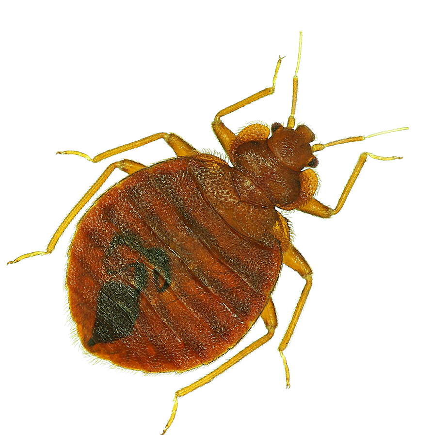 Bedbugs Bug Failings Bogeys Spiders PNG
