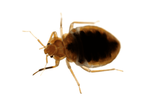 Mistakes Pest Bed Mites Greenfly PNG