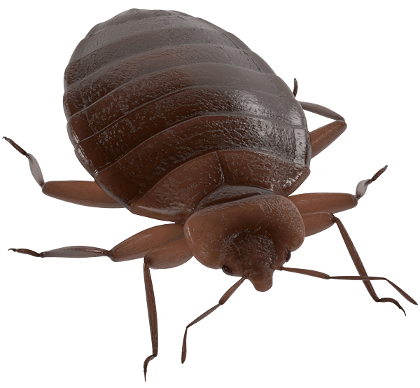Worms Tease Animals Buggers Caterpillars PNG