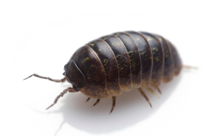 Silverfish Bugs Creatures Pill Tap PNG