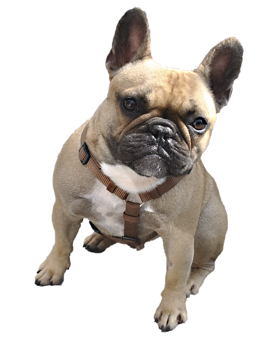 File Puppy Tabby Bulldog Sitting PNG