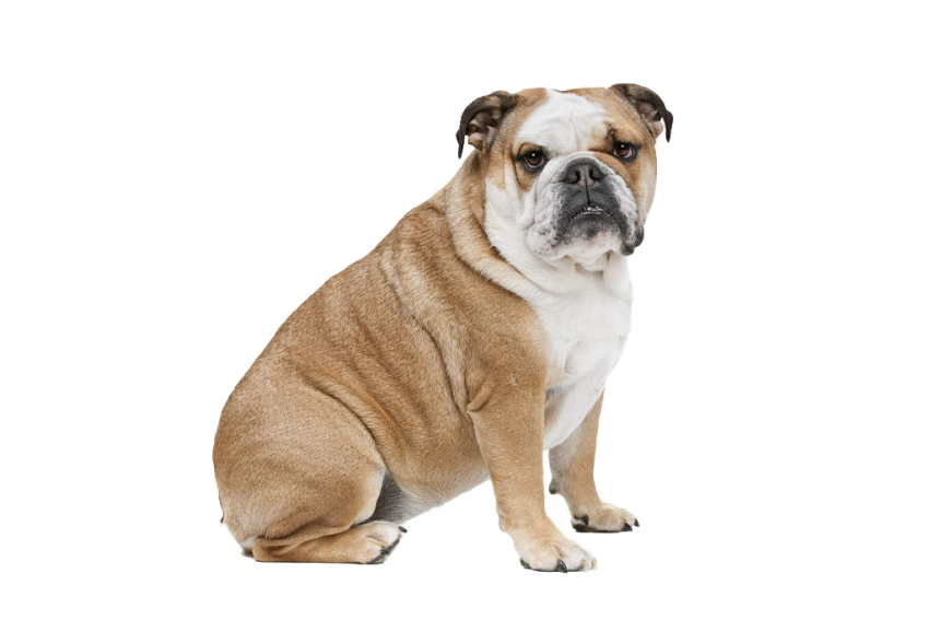 Bulldog Stubborn Corgi Animals Wolfhound PNG