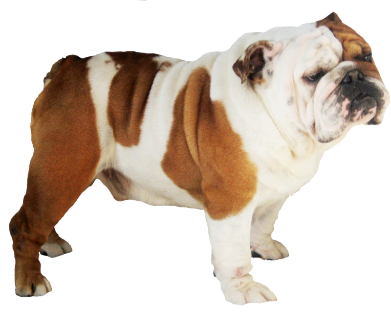 Kitty Collie Bulldog Dogged Puppy PNG