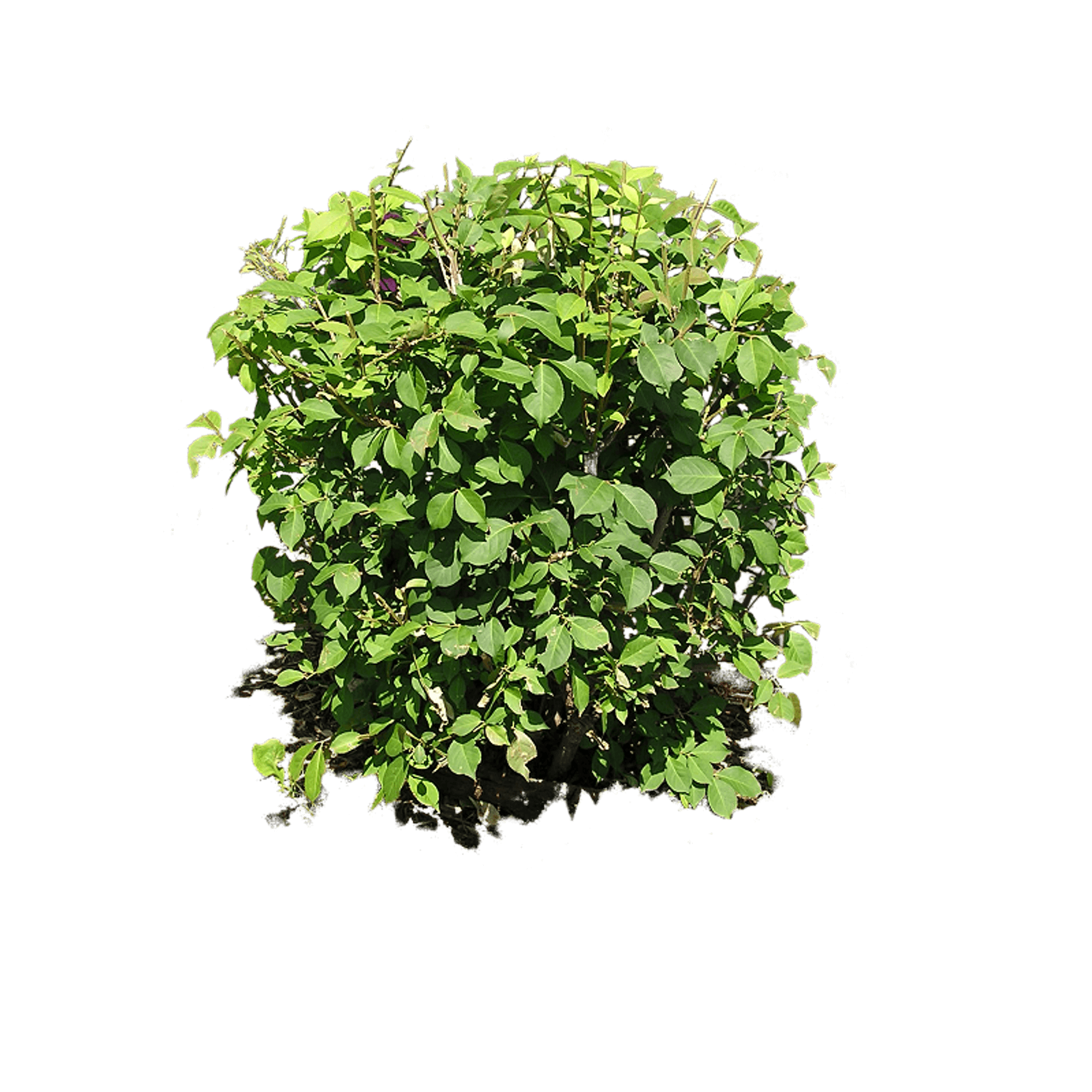 Outback Pretty Plant Smile Cranberries PNG