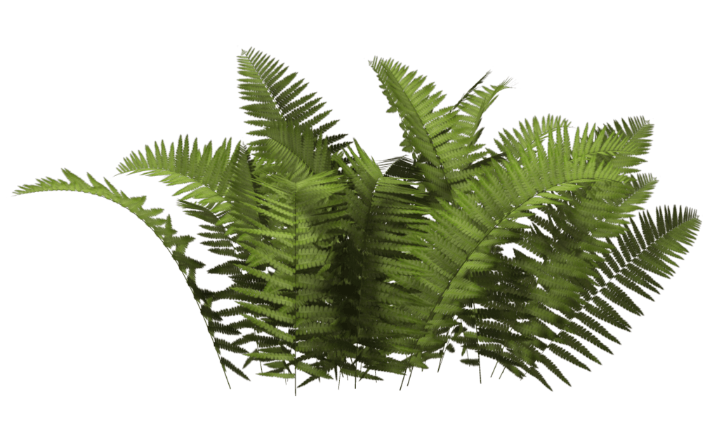 Baby Fun Shrub Light Timber PNG