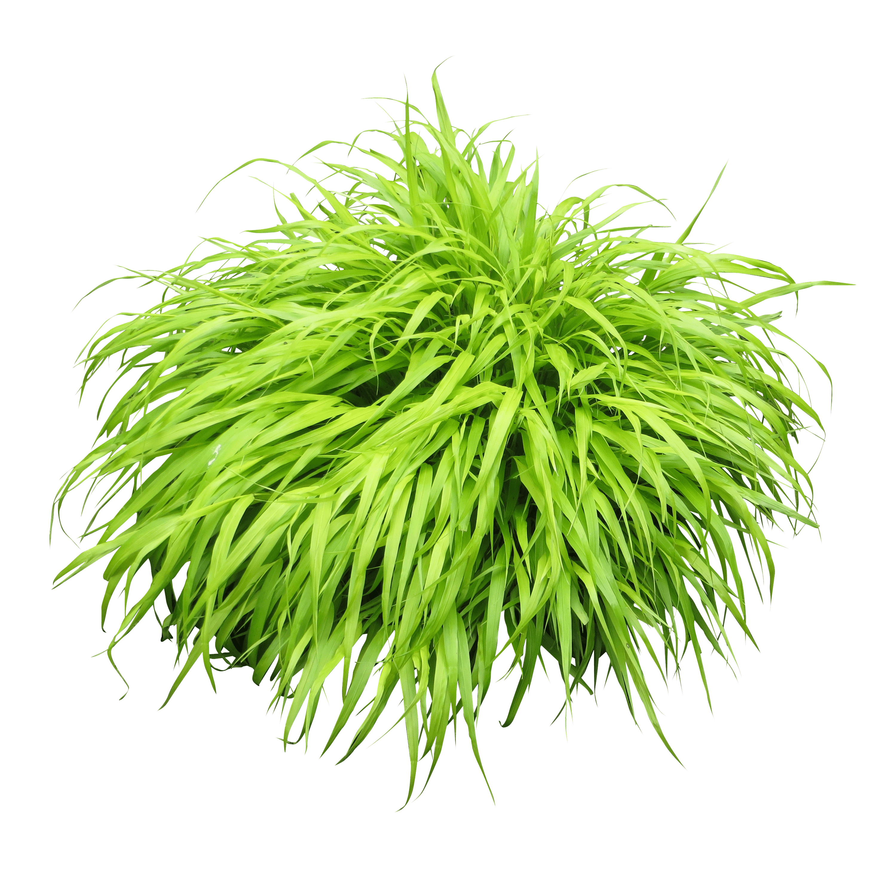 Undergrowth Face Forest Plant Hair PNG