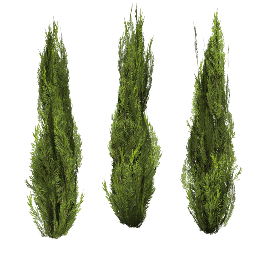 Forests Bushes File Briers Collars PNG