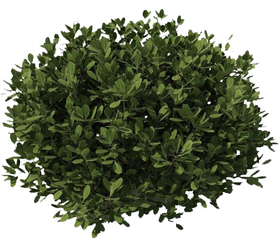 Relax Forest Sun Weather Bushes PNG