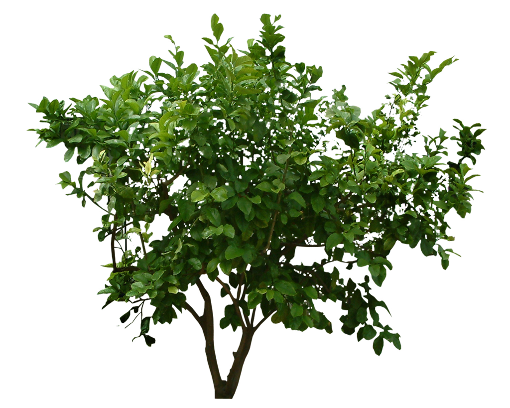 Shrubs Undergrowth World Copse Scrub PNG