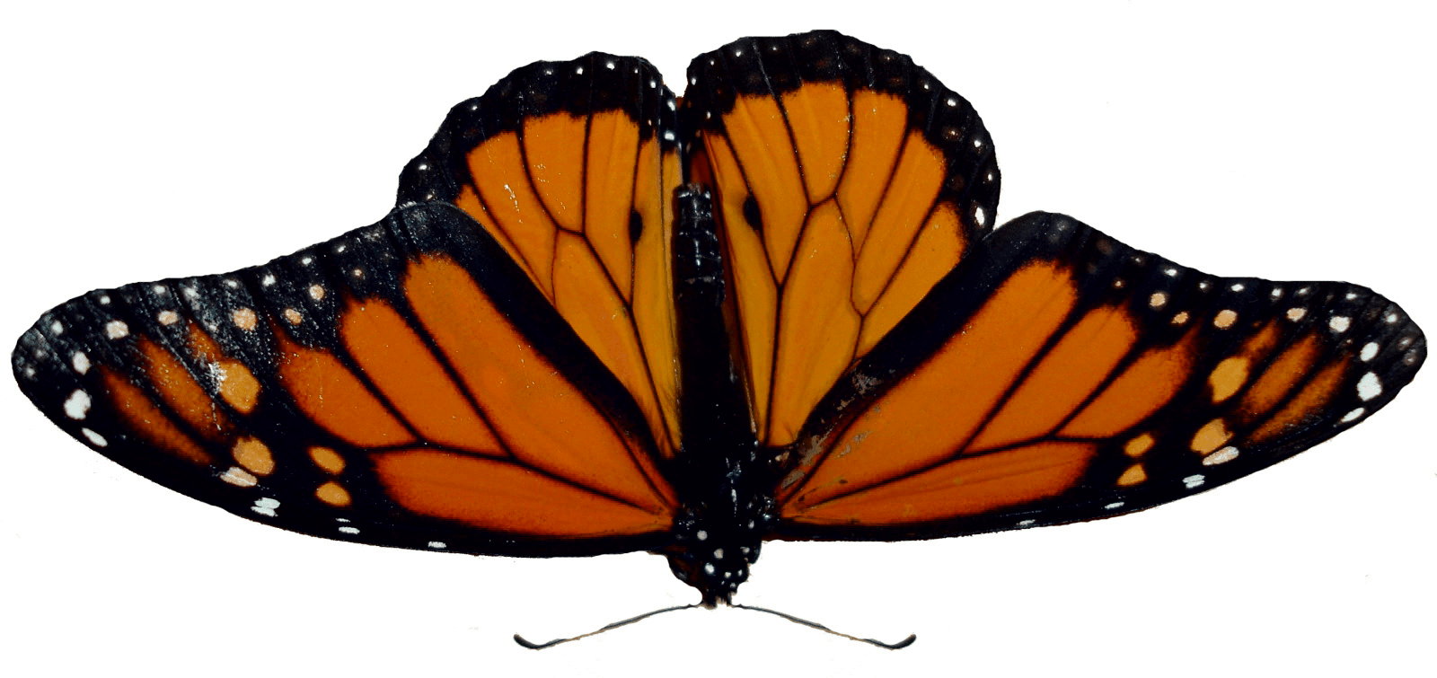 Skipper Butterfly Red Worm Garden PNG