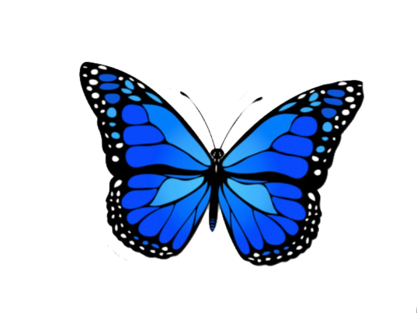 Monarch Sidestroke Honey Butterfly Blue PNG