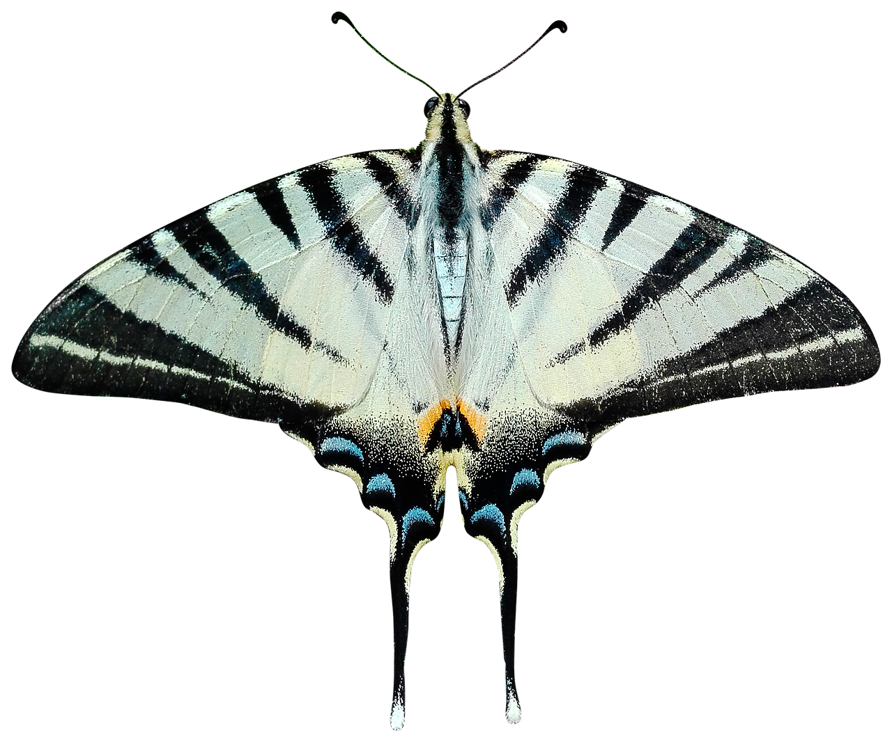 Insect Butterfly Wheel Moth Bird PNG