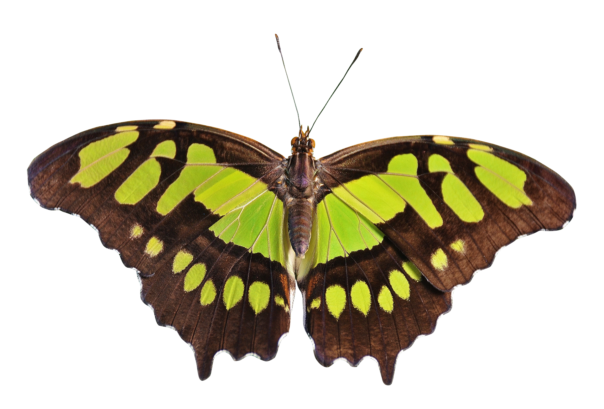 Otter Insects Insect Ladybug Swallowtail PNG