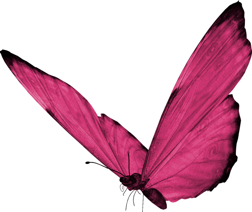 Butterfly Caterpillar Insects Javelin Pink PNG