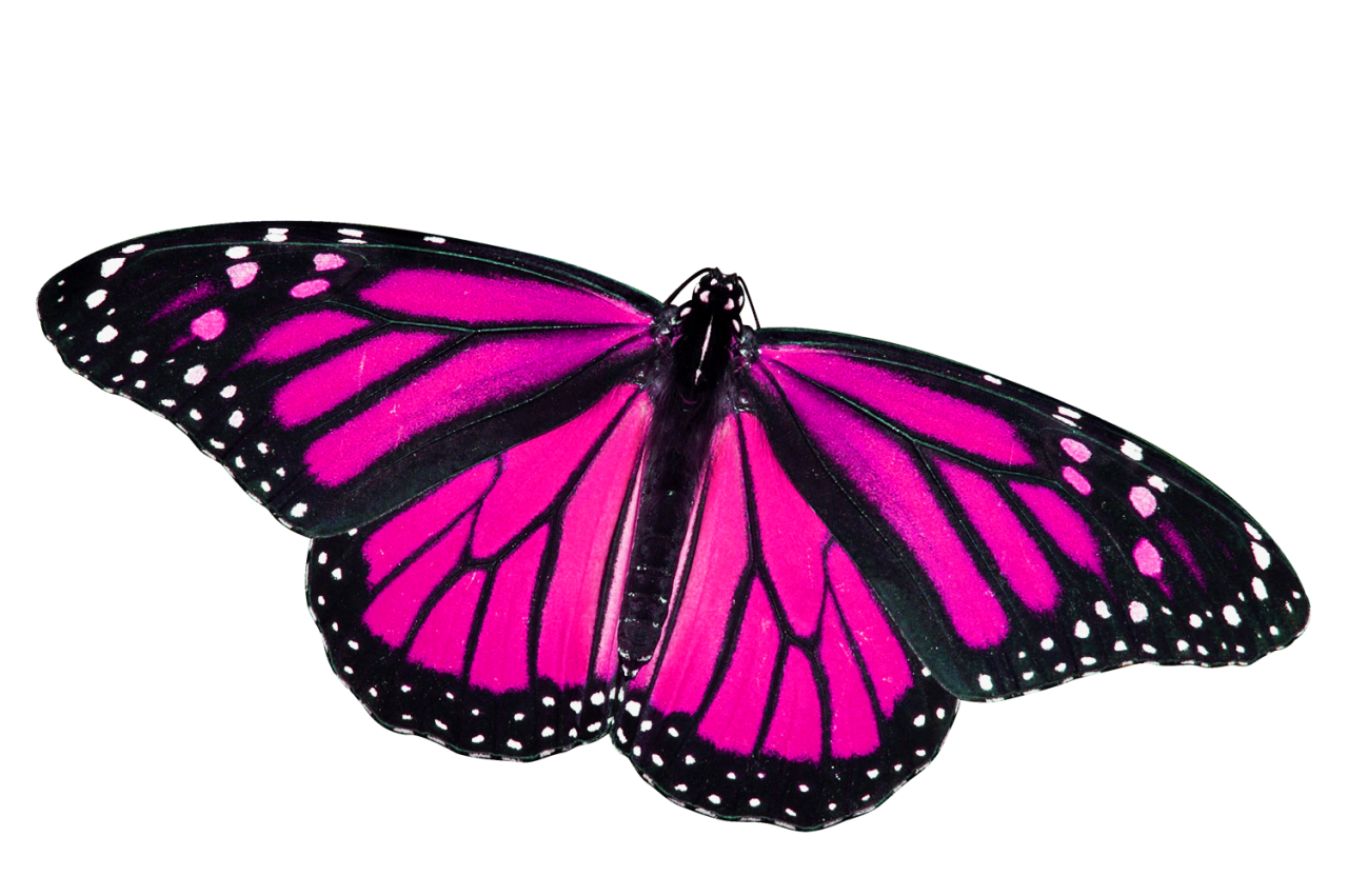 Ladybug Butterfly Anemone Relay Pink PNG