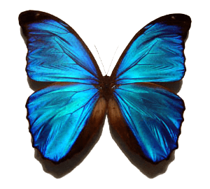 Injured Travel Butterfly Insect Flower PNG