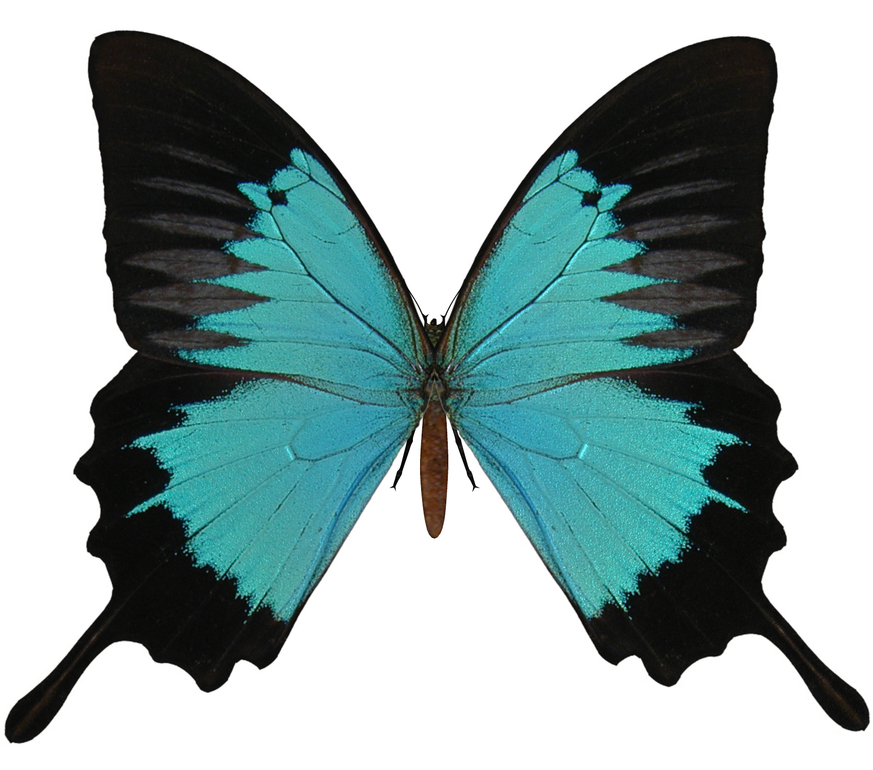 Cyan Butterfly Positive Believe Wheel PNG