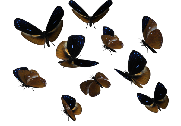 Decomposing Butterflies Roach Dragonfly Natural PNG