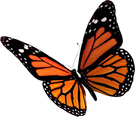 Gardening Positive Butterflies Tie Flying PNG