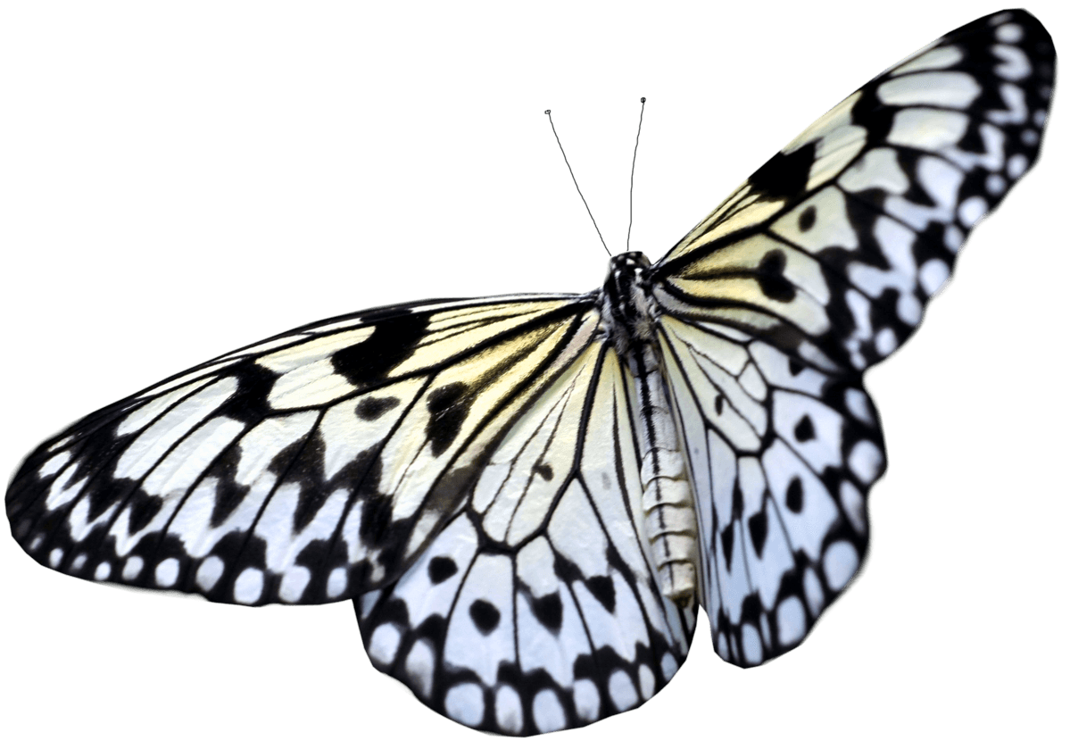 Butterfly Leaf Swallowtail Believe Worm PNG