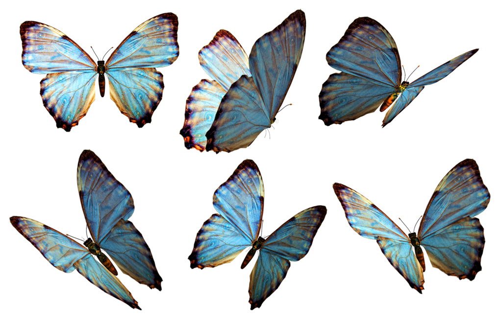 Swallowtail Flying Butterflies Caterpillar Pest PNG