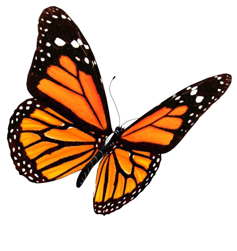 Butterflies Natural Wing Injured Love PNG