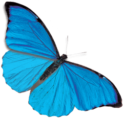 Wheel Blue Tie Skipper Dragonfly PNG