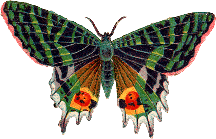 Butterfly Like Bird Dragonfly Creatures PNG