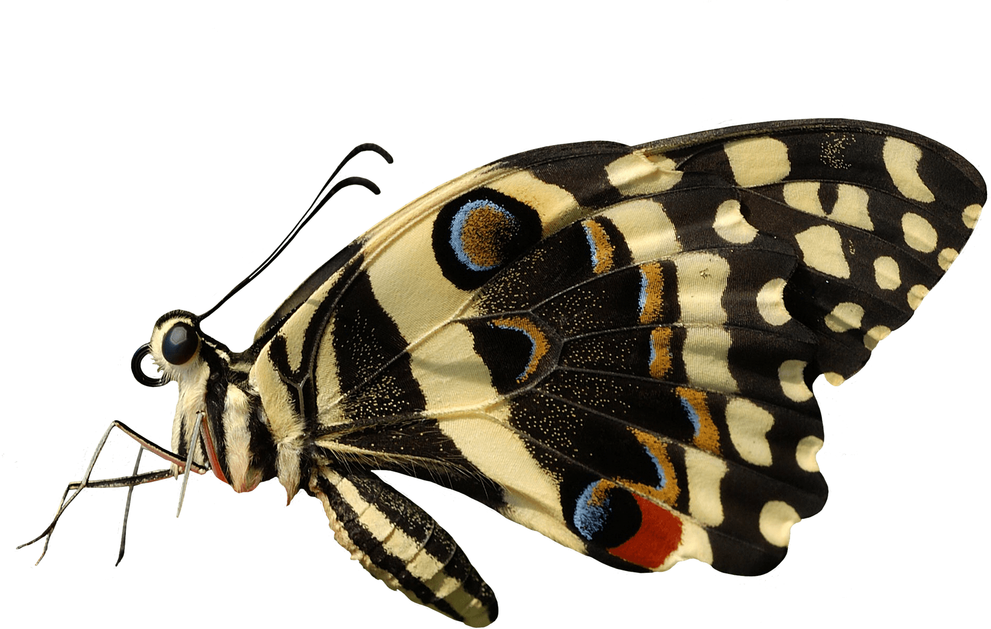 Like Moth Backstroke Travel Butterfly PNG