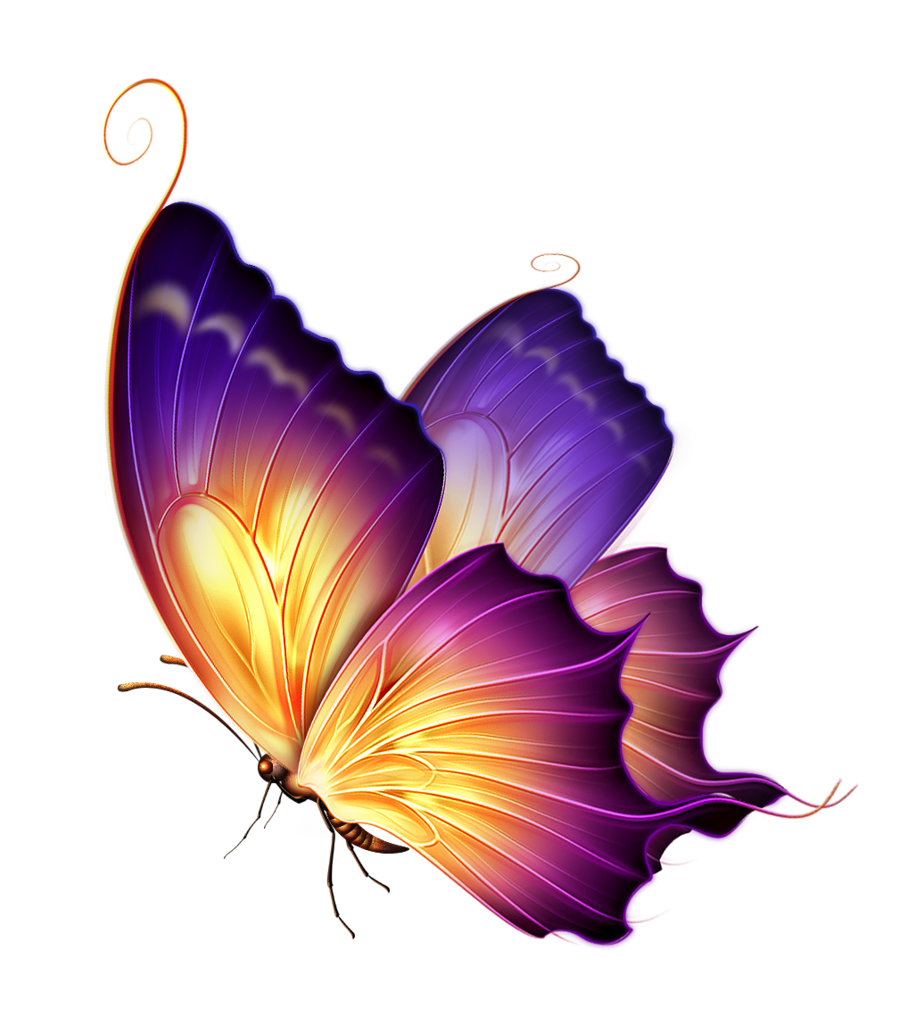 Butterfly Color Purple Violet Flower PNG