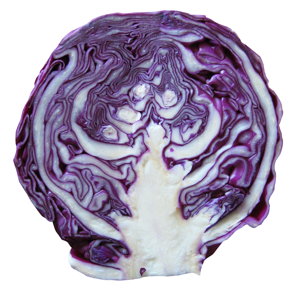 Darling Love Purple Nobble Spinach PNG
