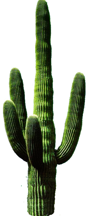 Saguaro Cactus Love Photography Amazing PNG