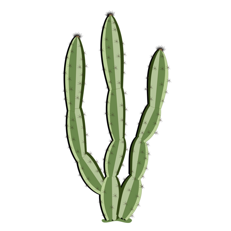 Cactus Plant Maidenhair Nature Vector PNG
