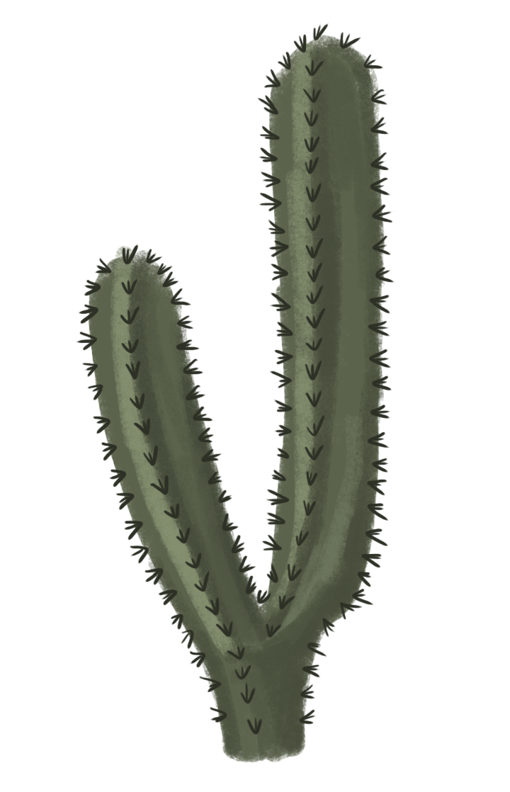 Nature Vector Cactus Plant Moss PNG