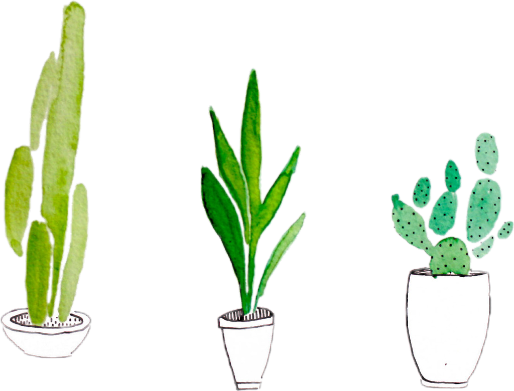 Vector Species Succulents Cactus Plant PNG