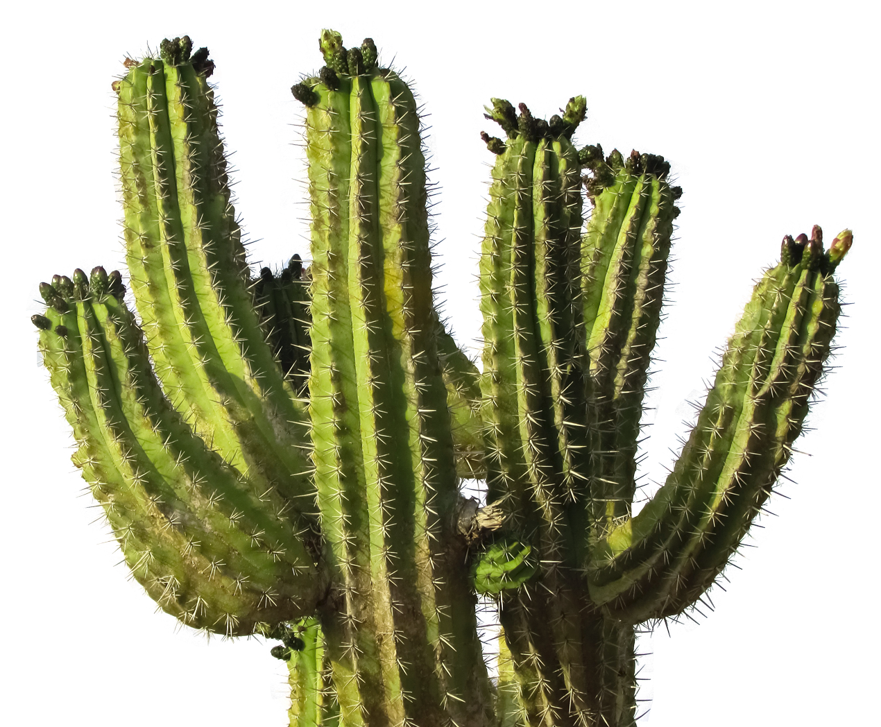Aloes Cactus Maidenhair Coleus Prickle PNG