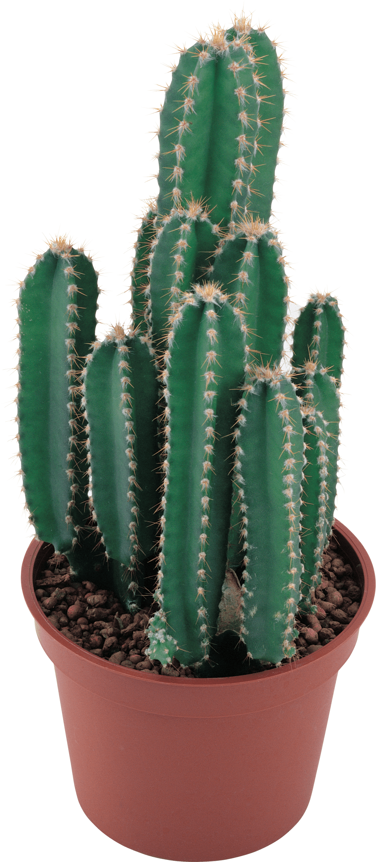 Cactus Hair Marry Shrub Cool PNG