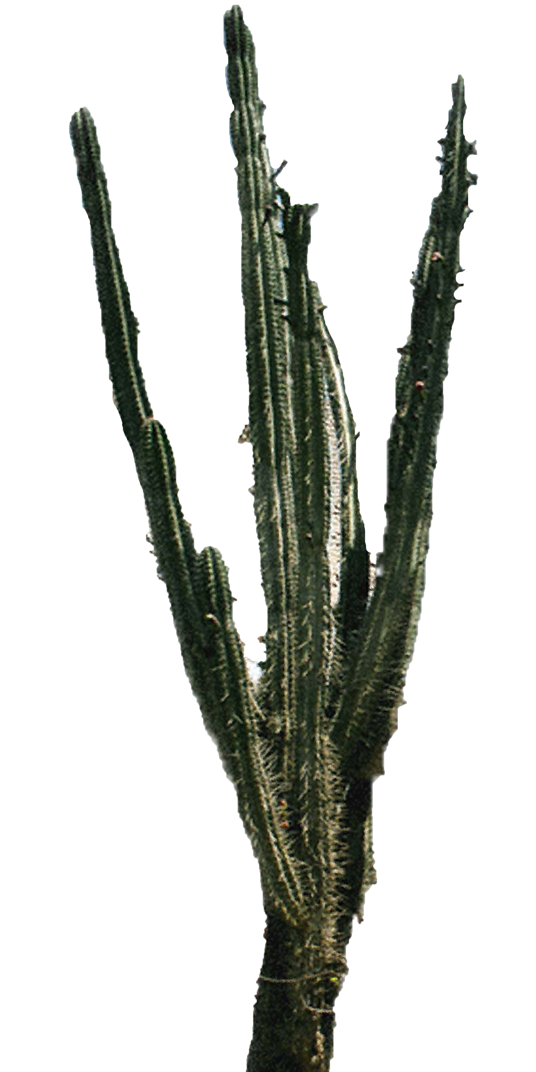 Ferns Cactus Sunset Hot Animals PNG
