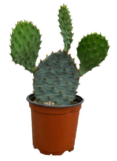 Plant Relax Hot Cactus Night PNG