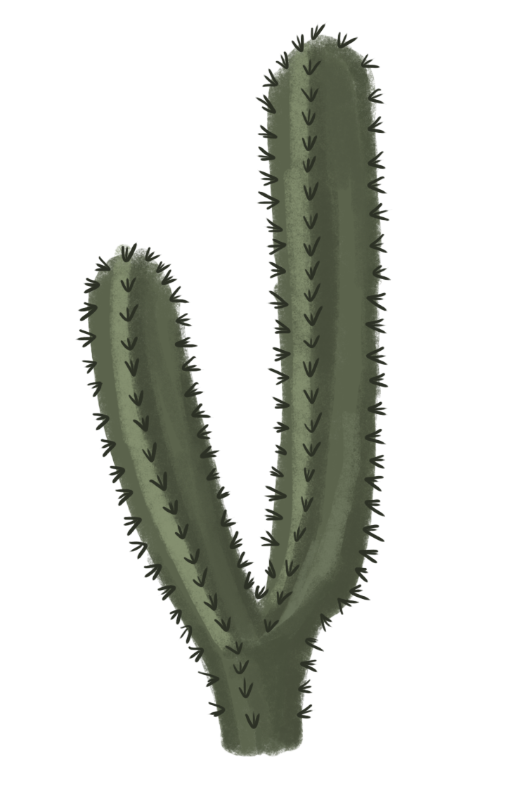 Twilight Animals Beauty Cactus Action PNG