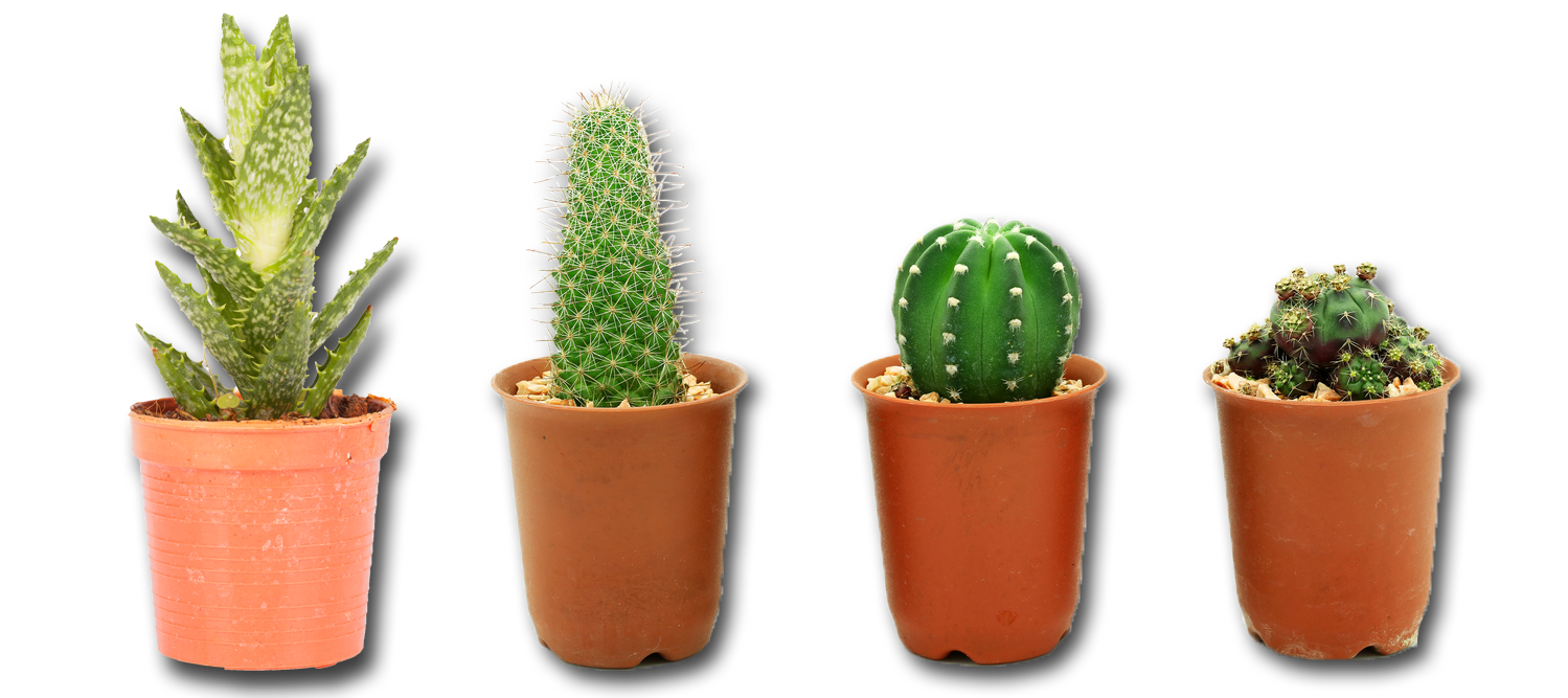 Plant Action Twilight Cactus Species PNG