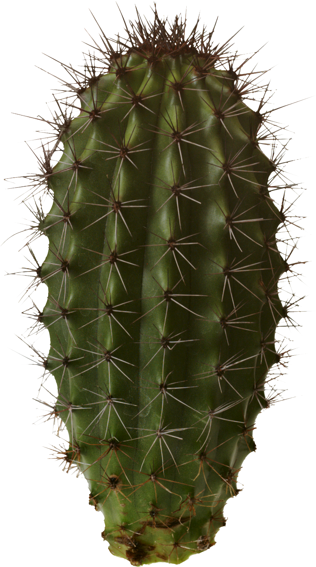 Cactus Makeup Night Baby Swag PNG