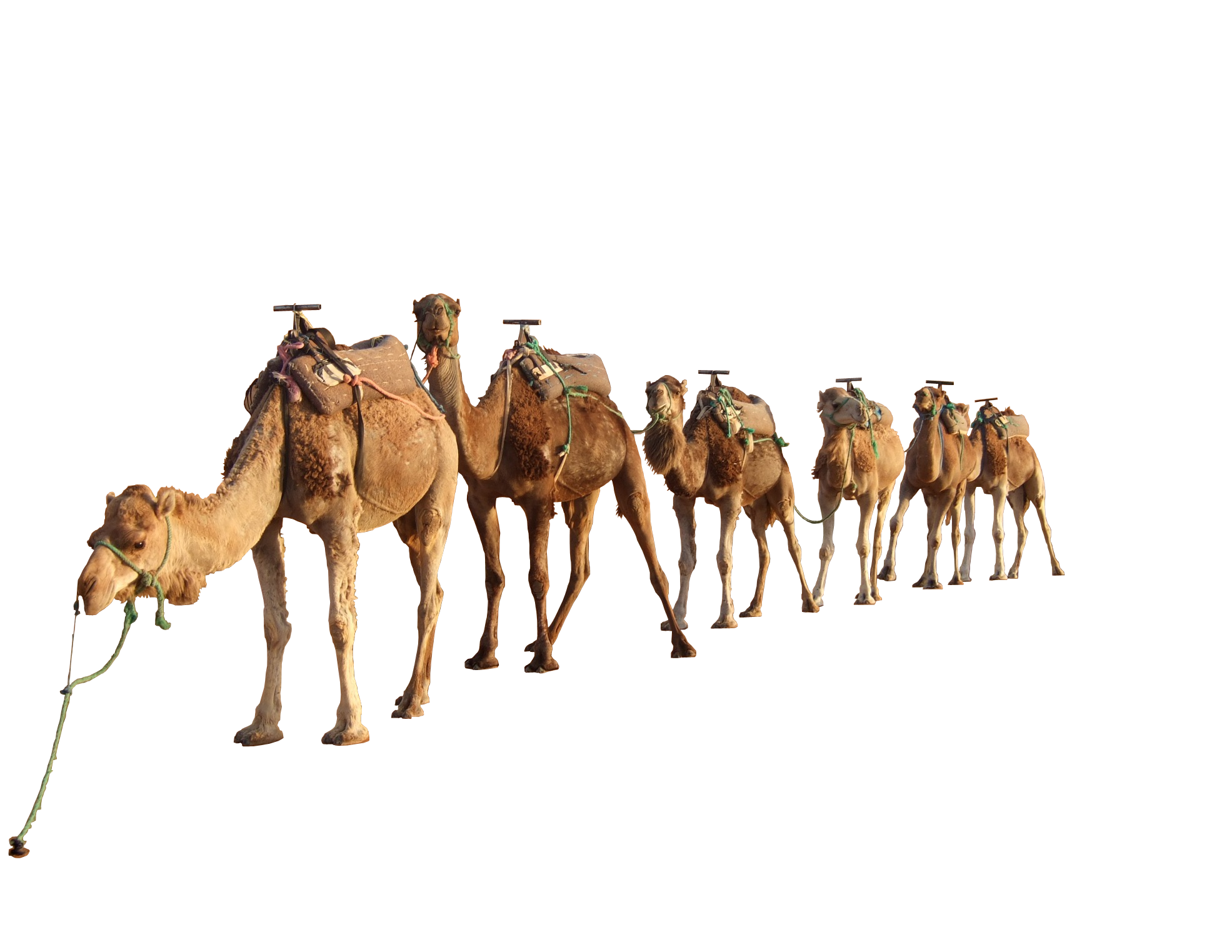 Llama Camel Burro Ecology Animal PNG